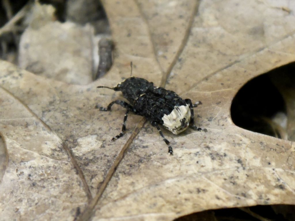 Platyrhinus resinosus (Scopoli, 1763)