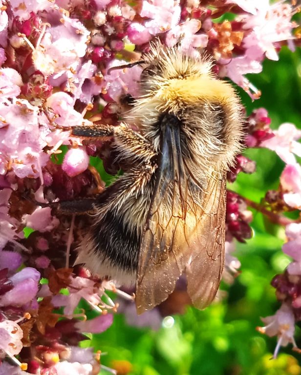 Bombus lucorum (Linnaeus, 1761)