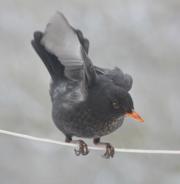 Turdus merula Linnaeus, 1758