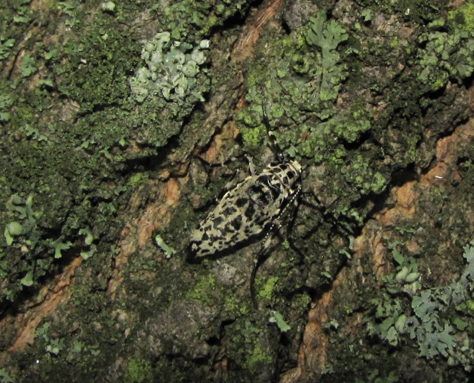 Erannis defoliaria (Clerck, 1759)