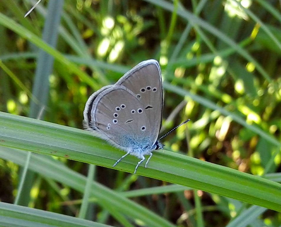 Cyaniris semiargus (Rottemburg, 1775)