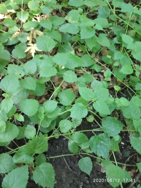 Lamium galeobdolon (L.) L.