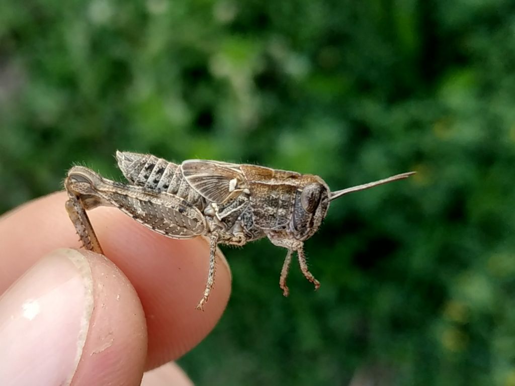 Calliptamus italicus (Linnaeus, 1758)
