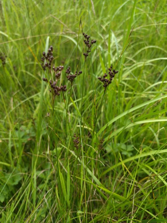 Juncus compressus Jacq.