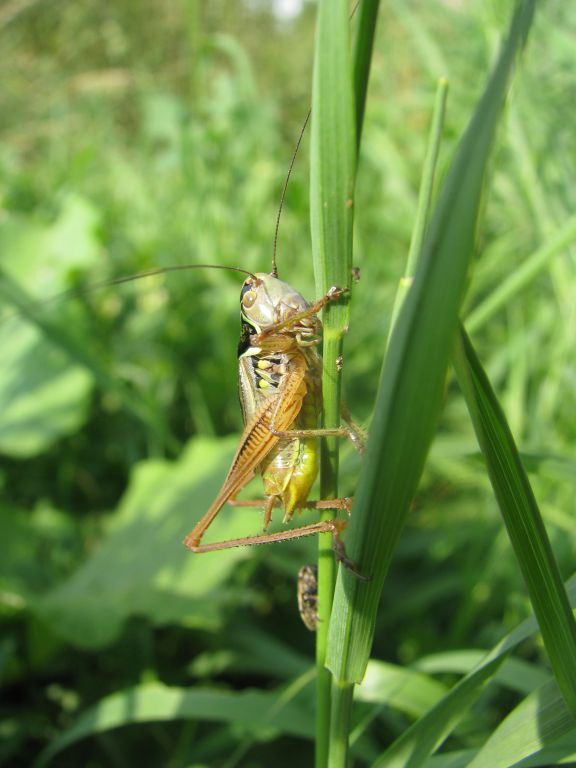 Tettigoniidae