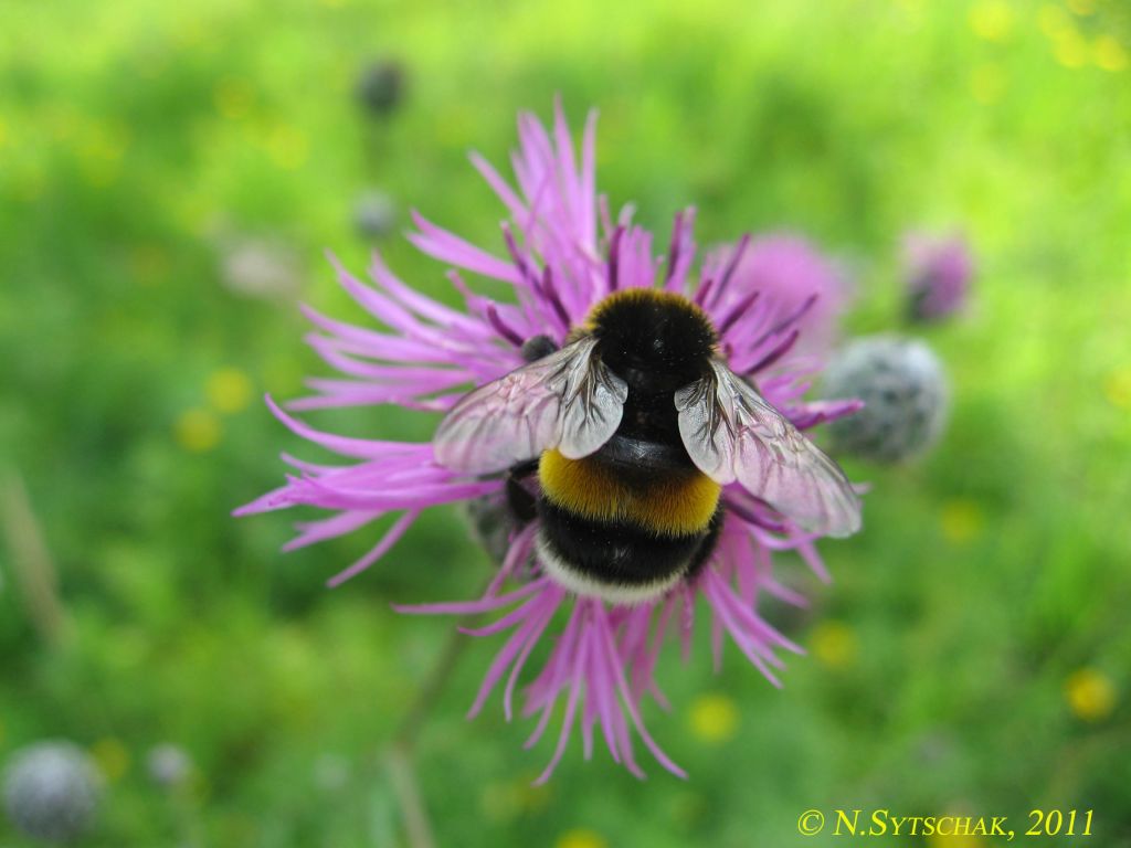 Bombus lucorum (Linnaeus, 1761)