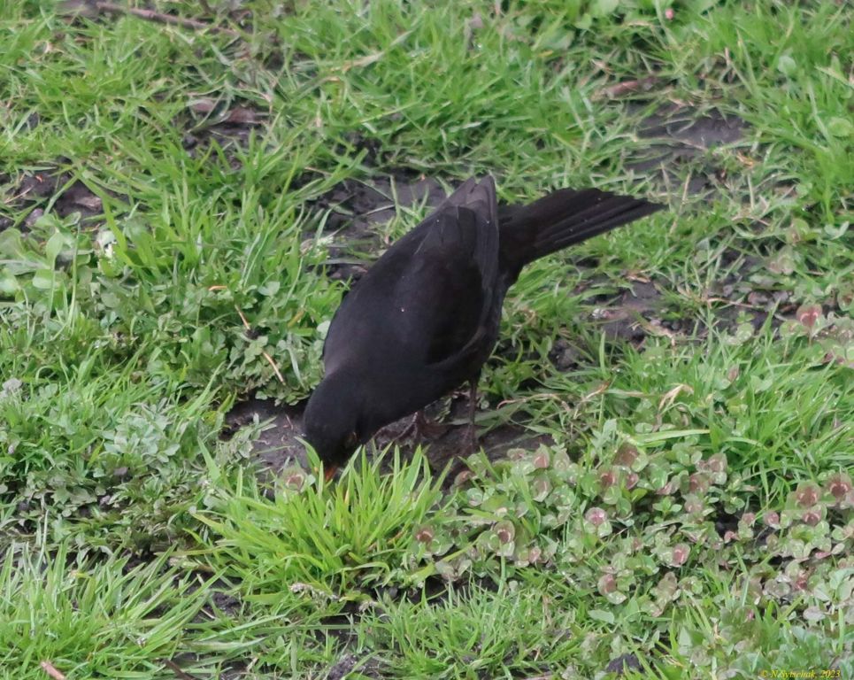 Turdus merula Linnaeus, 1758