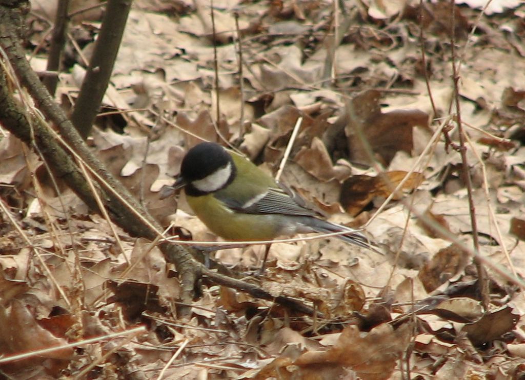 Parus major Linnaeus, 1758