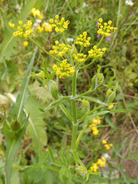 Pastinaca sativa L.