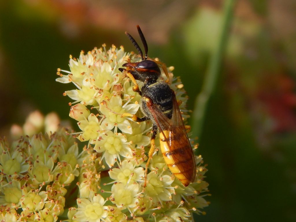 Aculeata