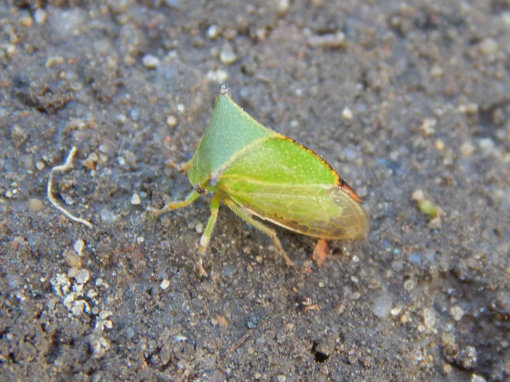 Stictocephala bisonia Kopp & Yonke, 1977