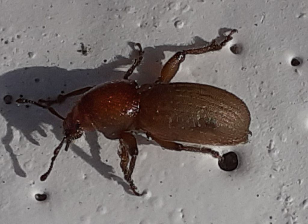 Psallidium (Psallidium) maxillosum (Fabricius, 1792)