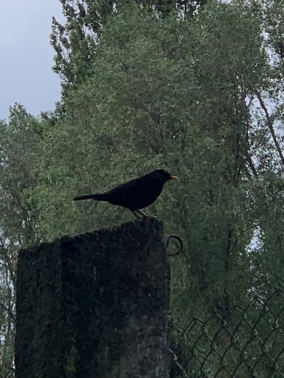 Turdus merula Linnaeus, 1758
