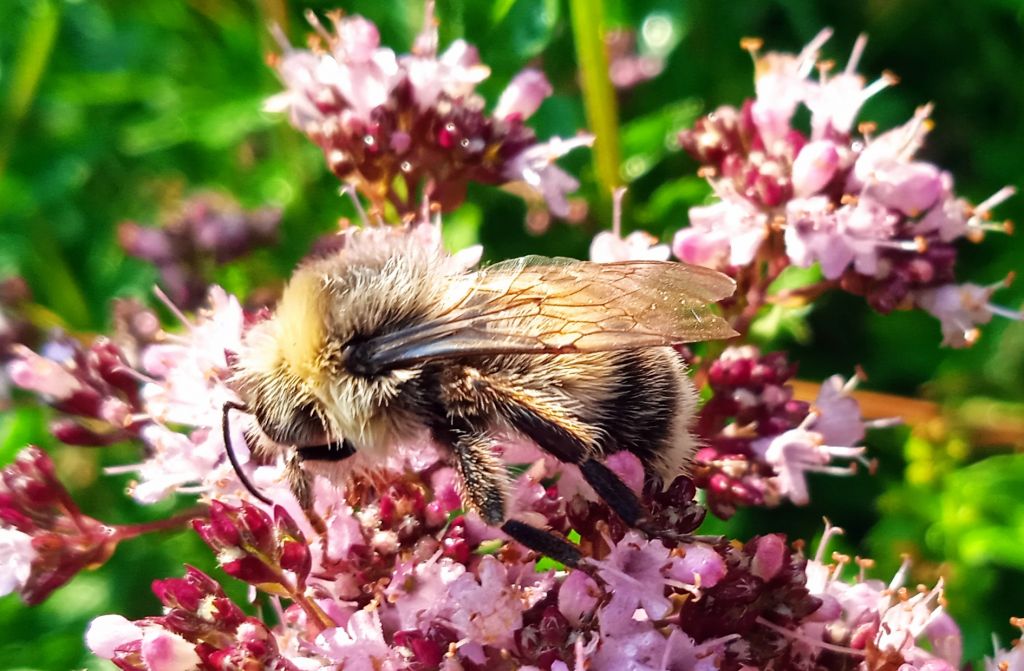 Bombus lucorum (Linnaeus, 1761)