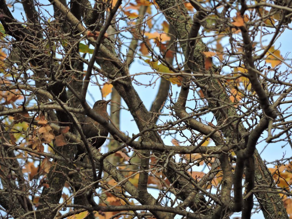 Turdus merula Linnaeus, 1758