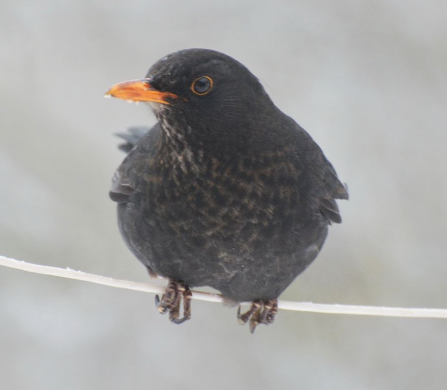 Turdus merula Linnaeus, 1758