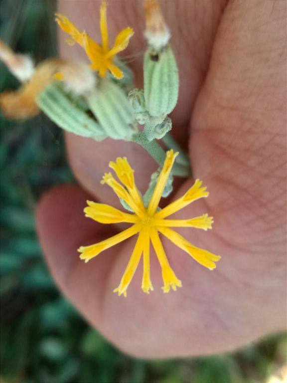 Chondrilla juncea L.