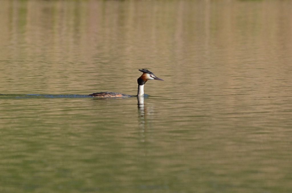 Podiceps cristatus (Linnaeus, 1758)