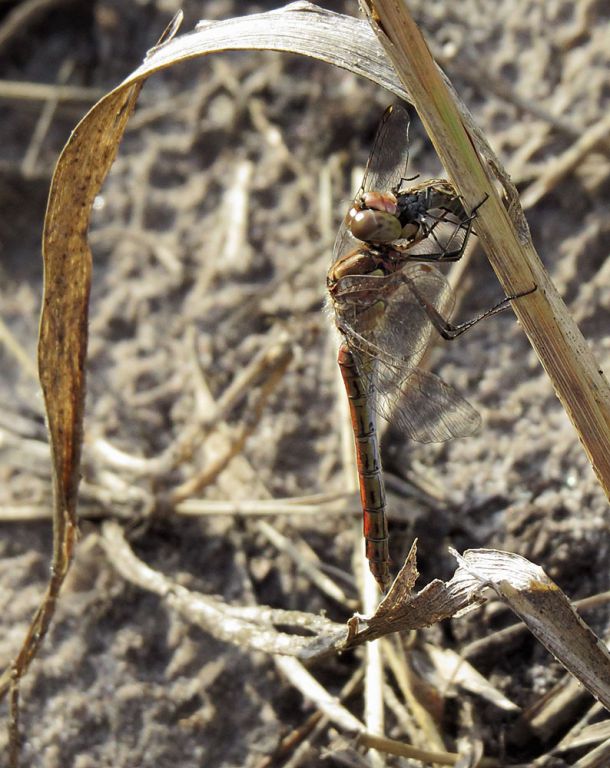 Sympetrum vulgatum (Linnaeus, 1758)