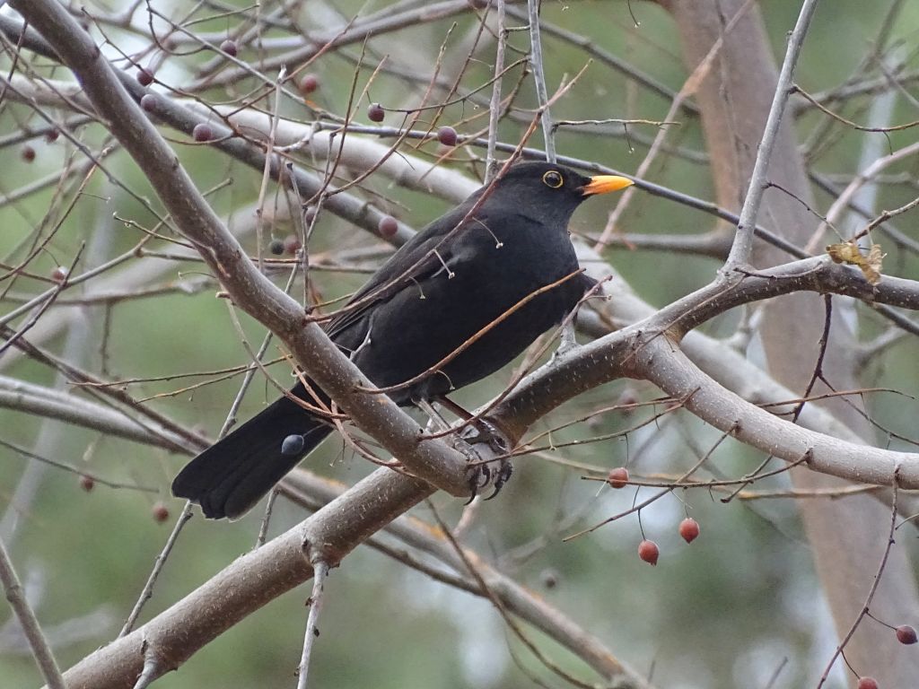 Turdus merula Linnaeus, 1758