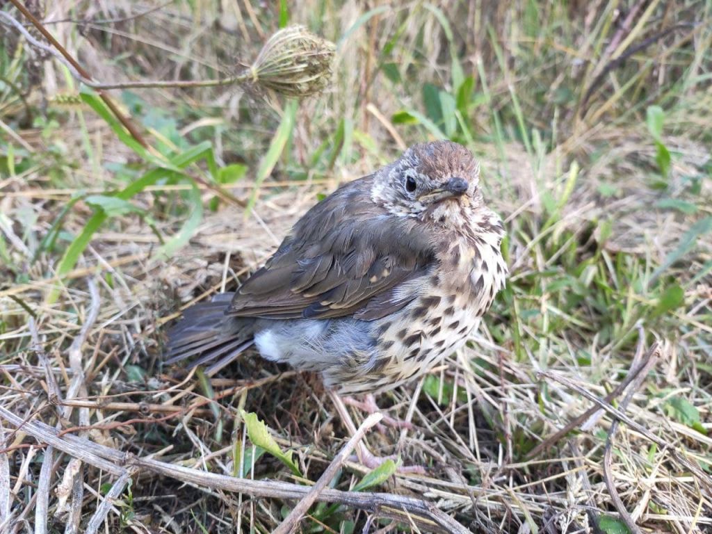 Turdus philomelos C.L.Brehm, 1831