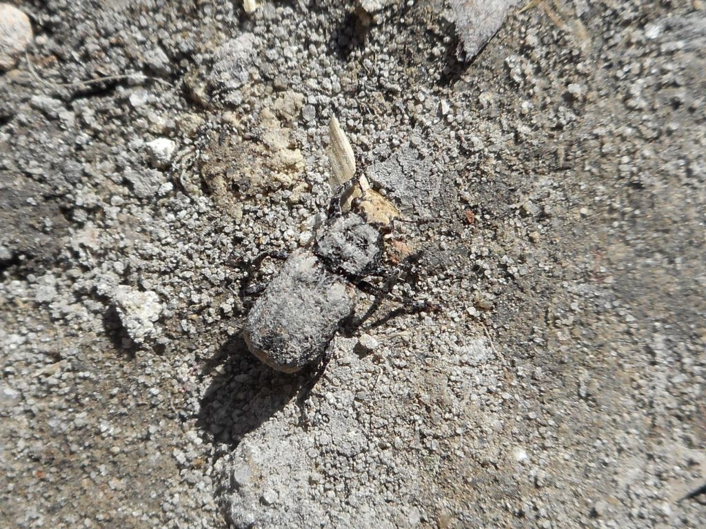 Platyrhinus resinosus (Scopoli, 1763)