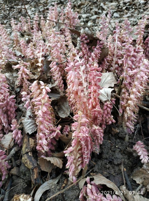 Lathraea squamaria L.