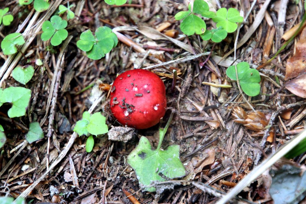 Russula