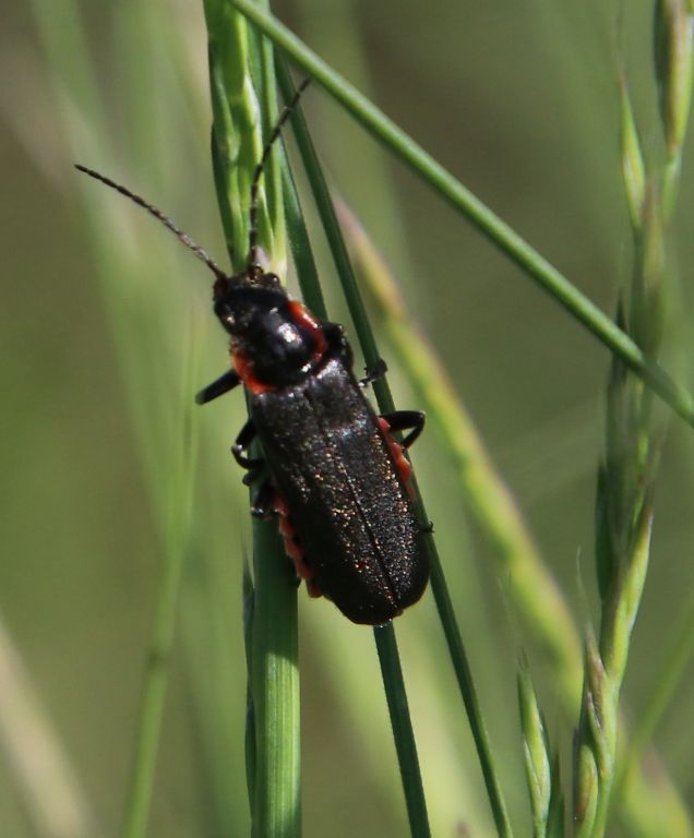 Cantharis Linnaeus, 1758