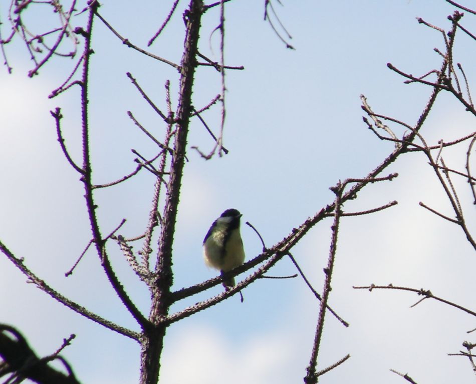 Parus major Linnaeus, 1758