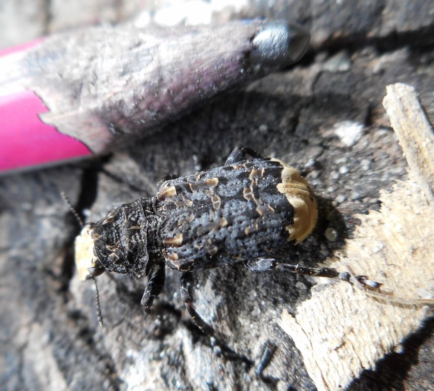 Platyrhinus resinosus (Scopoli, 1763)