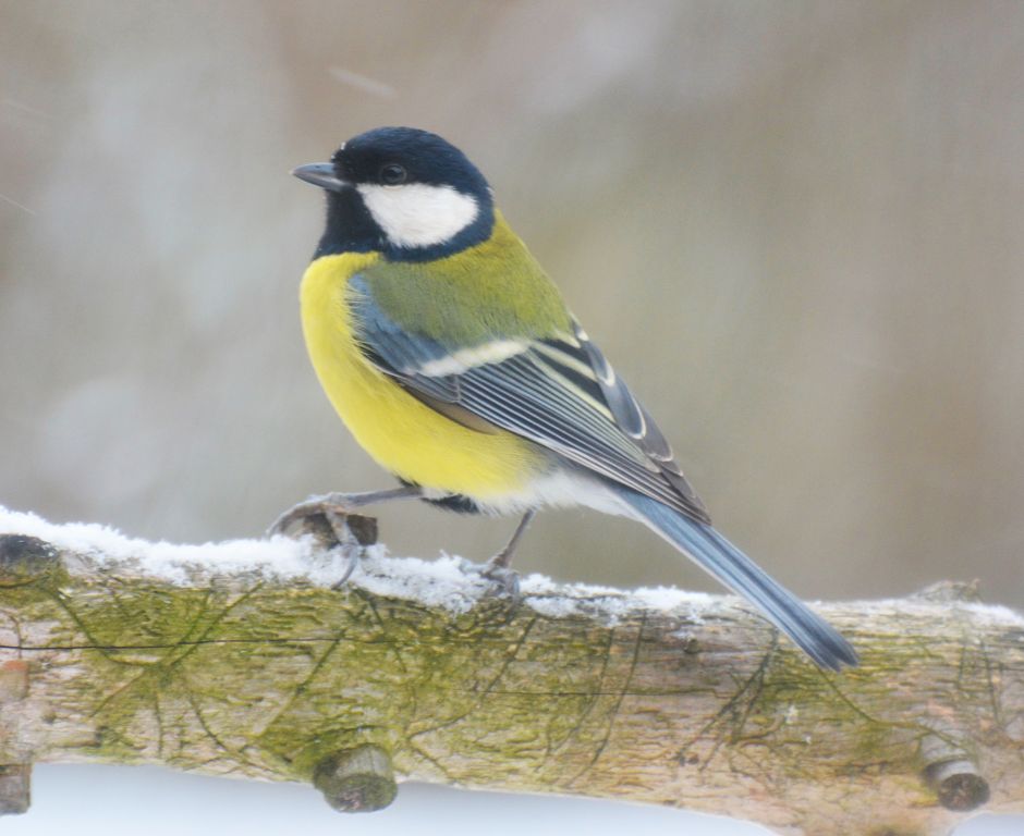 Parus major Linnaeus, 1758