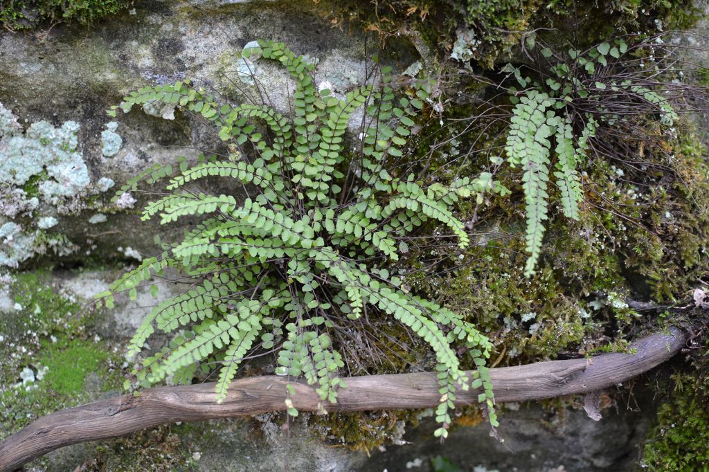 Asplenium trichomanes L.