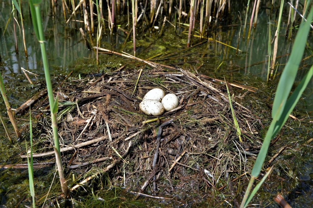 Podiceps cristatus (Linnaeus, 1758)