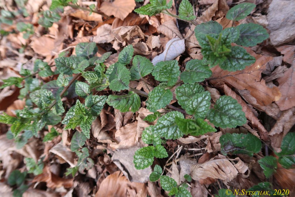 Lamium galeobdolon (L.) L.