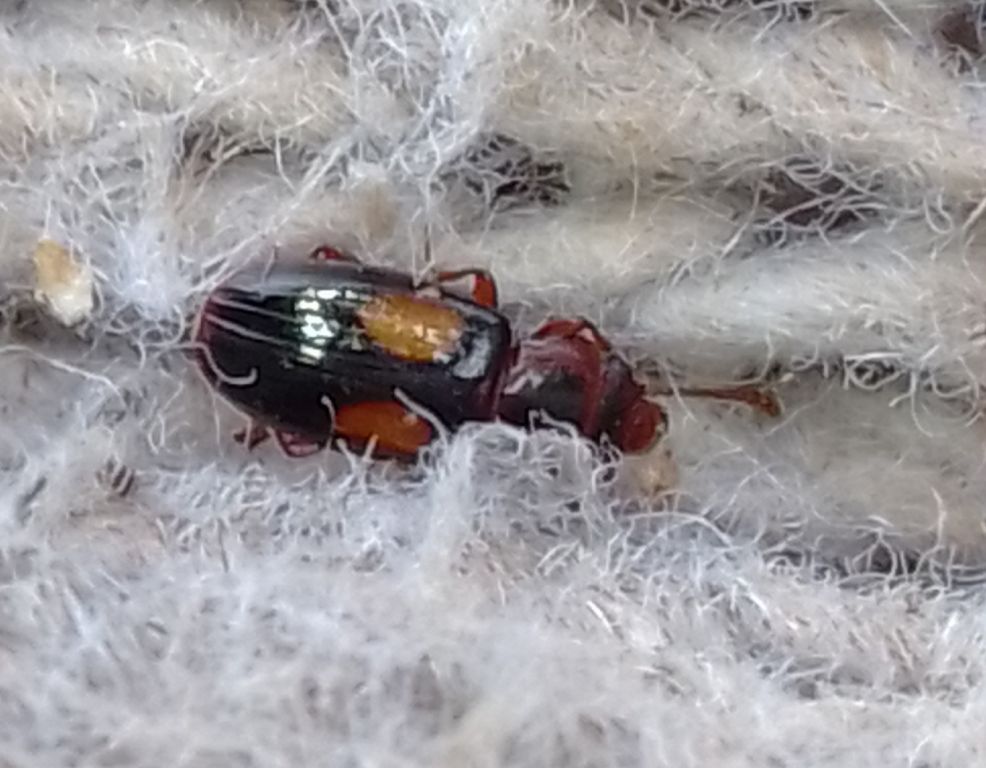 Laemophloeus monilis (Fabricius, 1787)