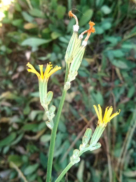 Chondrilla juncea L.