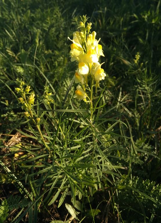 Linaria vulgaris Mill.