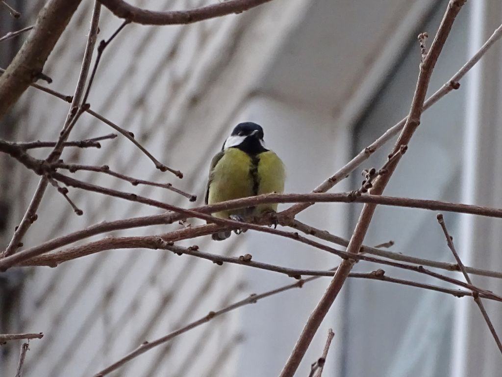 Parus major Linnaeus, 1758