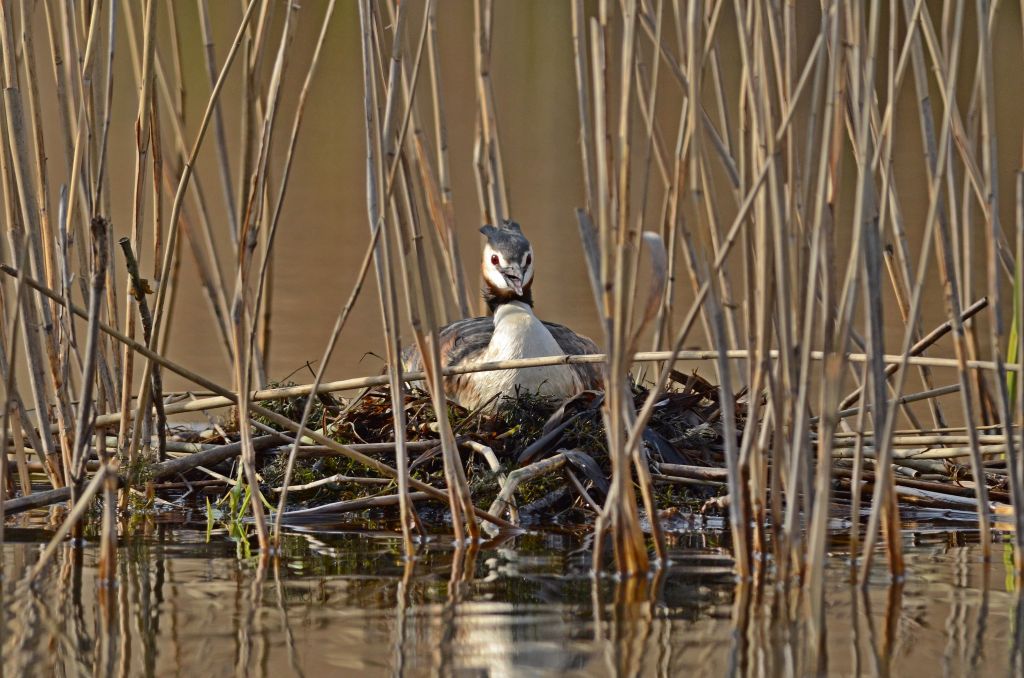 Podiceps cristatus (Linnaeus, 1758)