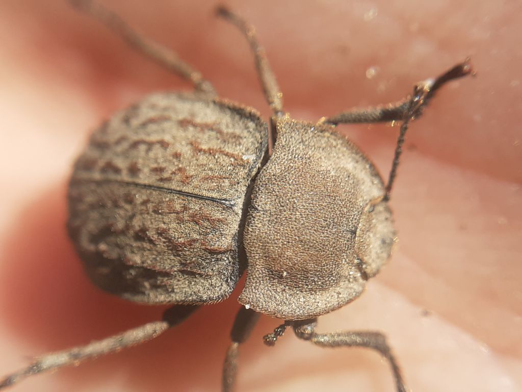 Asida lutosa Solier, 1836