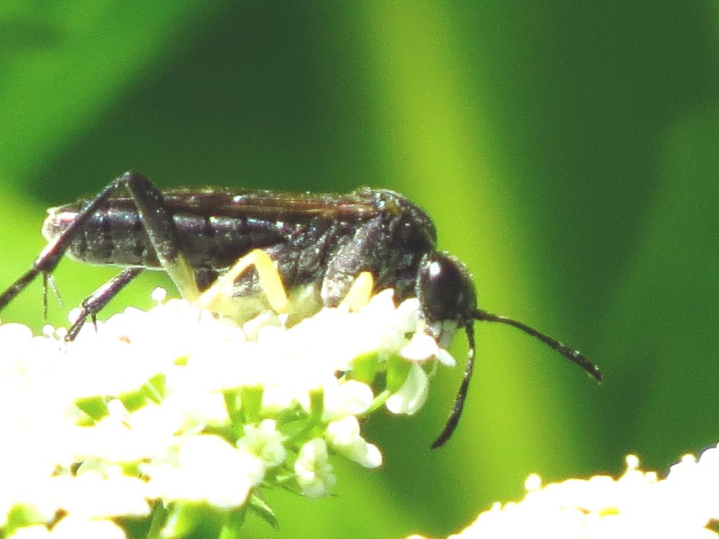 Tenthredinidae