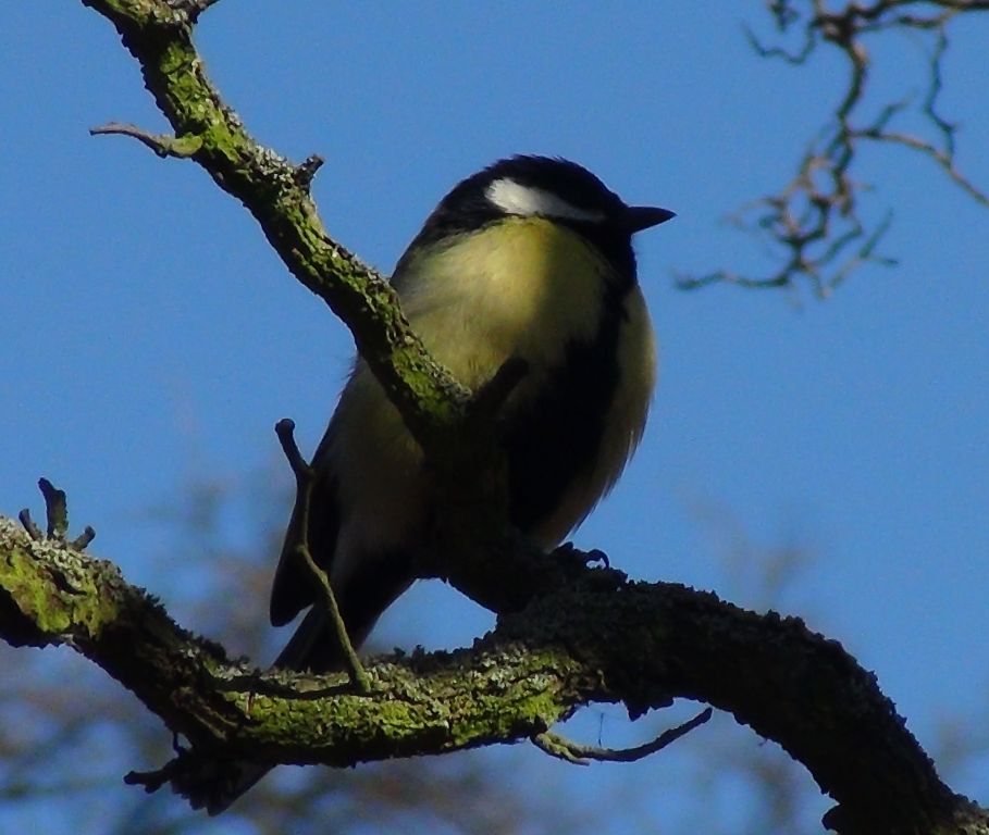 Parus major Linnaeus, 1758