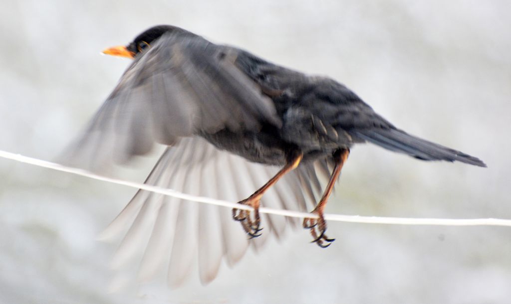 Turdus merula Linnaeus, 1758