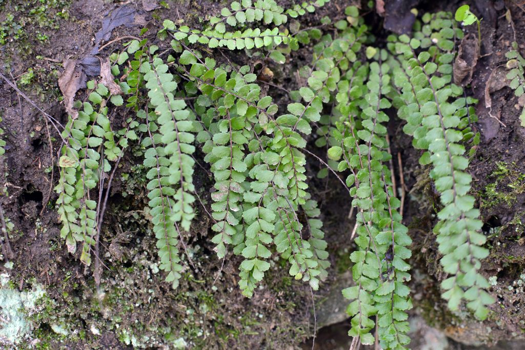 Asplenium trichomanes L.