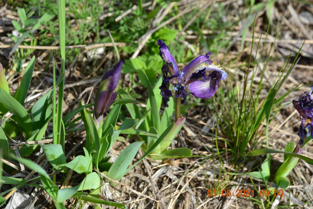 Iris pumila L.