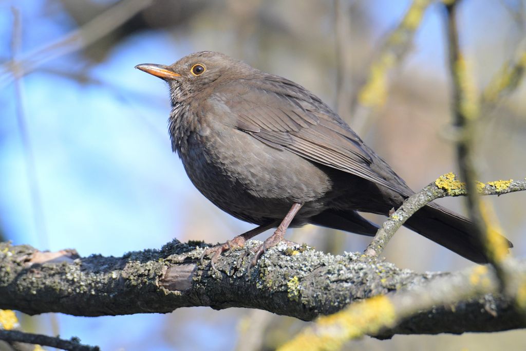 Turdus merula Linnaeus, 1758