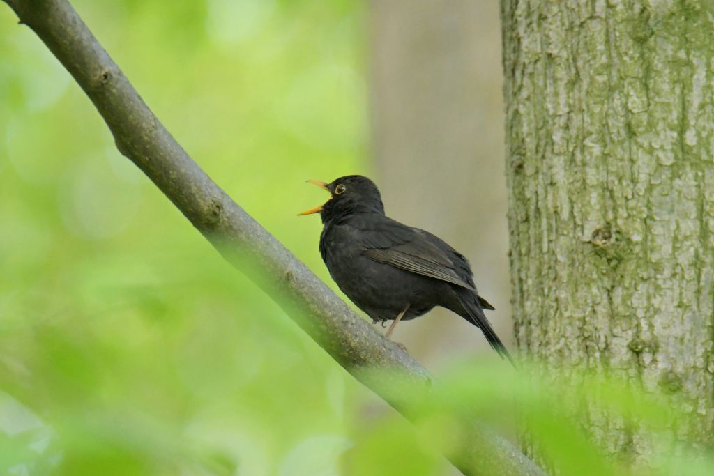 Turdus merula Linnaeus, 1758