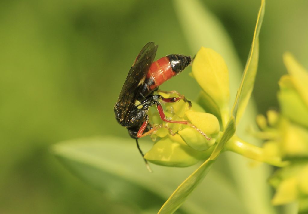 Tenthredinidae