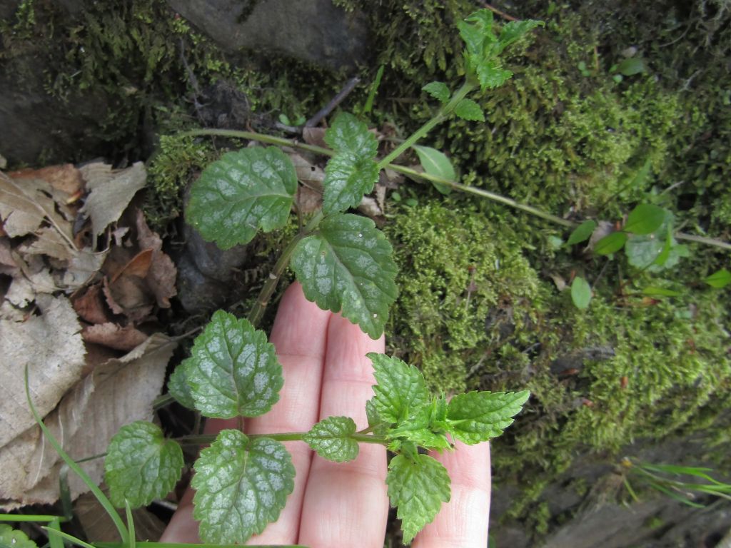 Lamium galeobdolon (L.) L.